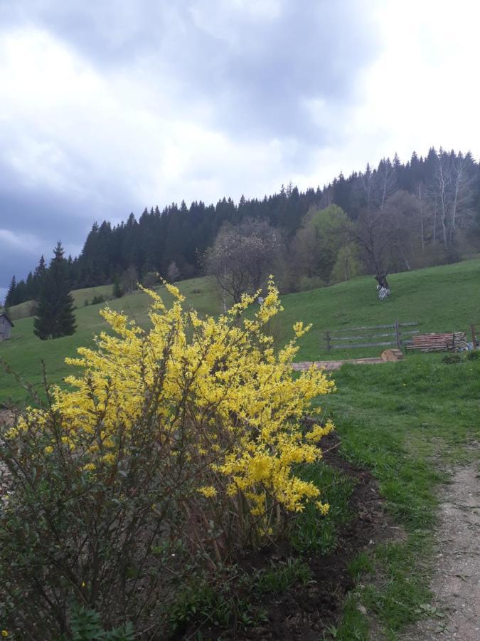 Pensiunea Casa Fierarul Din Bucovina Vatra Moldoviţei Exterior foto