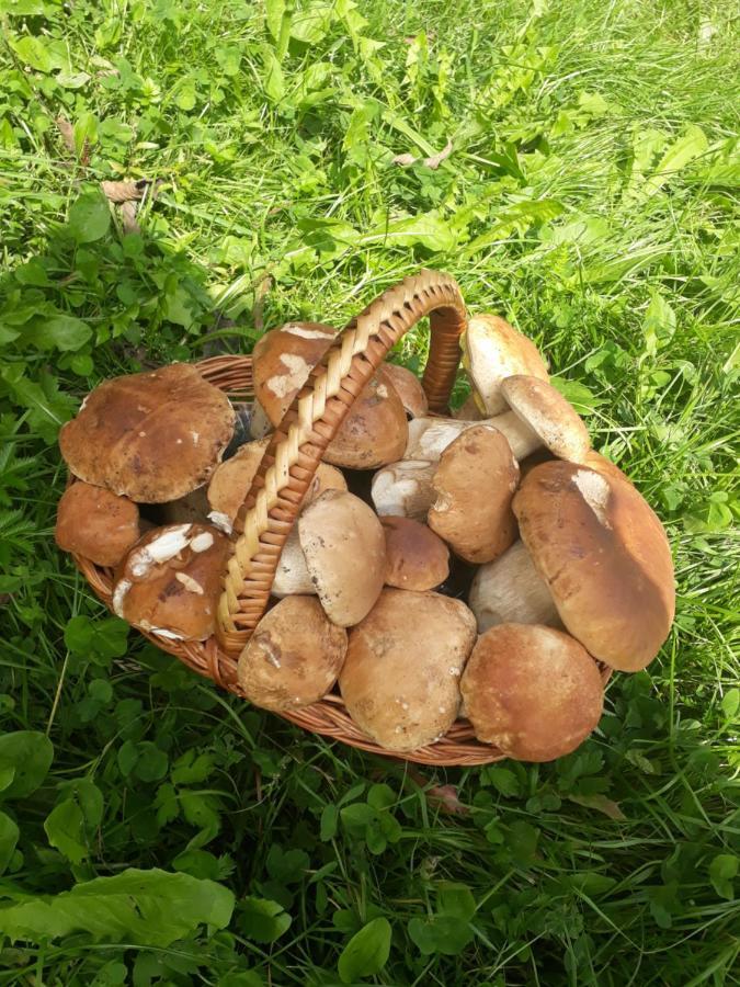 Pensiunea Casa Fierarul Din Bucovina Vatra Moldoviţei Exterior foto